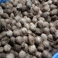 Semi - Husked Coconut
