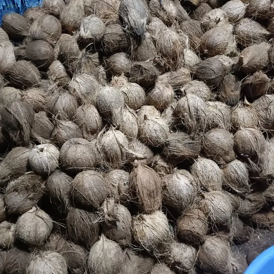 Semi - Husked Coconut