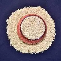 Sorghum