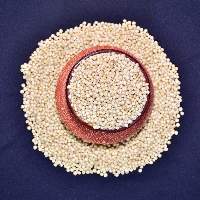 Sorghum