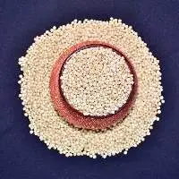 Sorghum