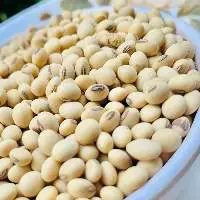 Whole Soybeans