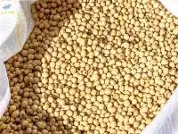 Soybean