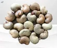 Raw Cashew Nut