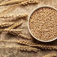 Wheat