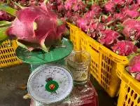 Fresh Dragon Fruit