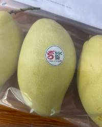 Fresh Mango ( Susu Gold Mango )