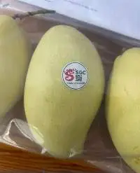Fresh Mango ( Susu Gold Mango )