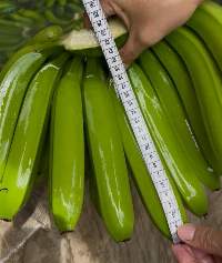 Cavendish Bananas