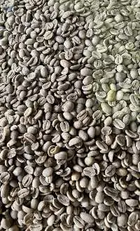 Robusta Coffee