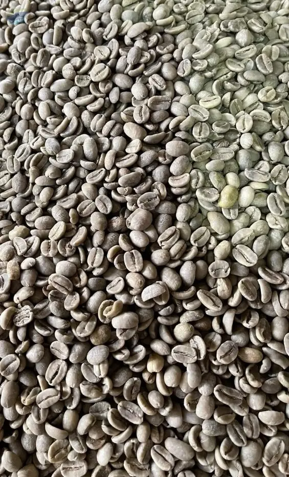 Robusta Coffee