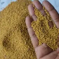Yellow Mustard Seeds