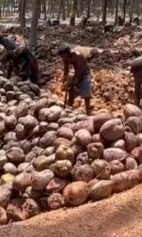 Semi Husked Coconut