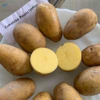 Cumarica Potato