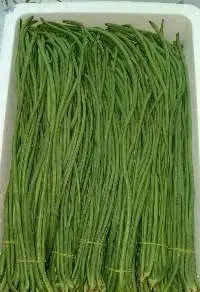 Green Long Beans