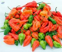Naga Chilli (Ghost Pepper)