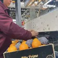 Egyptian Navel Orange Class I