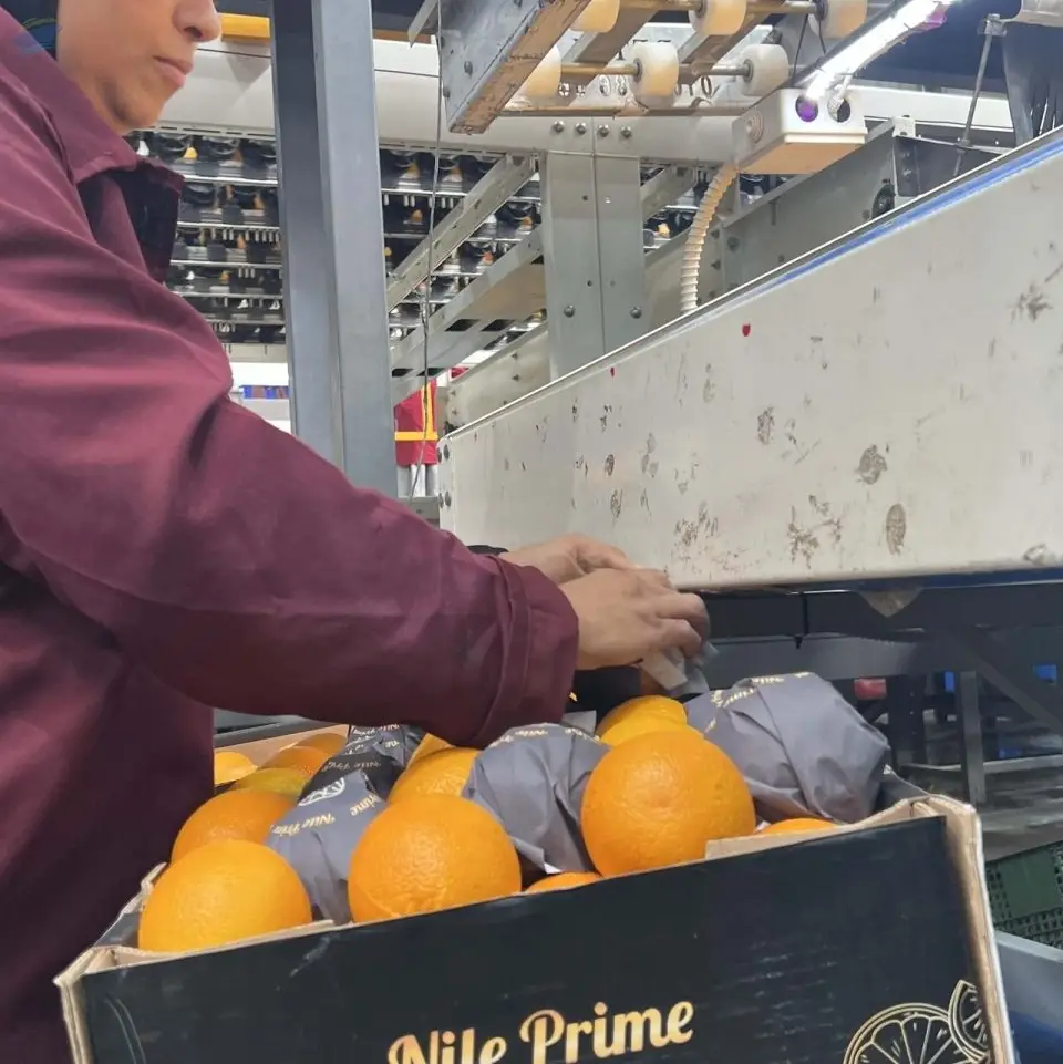 Egyptian Navel Orange Class I