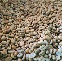 Premium Quality Robusta & Arabica Coffee