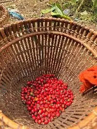 Green Beans Robusta And Arabica Premium Quality