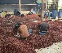 Green Coffee Beans Arabica & Robusta