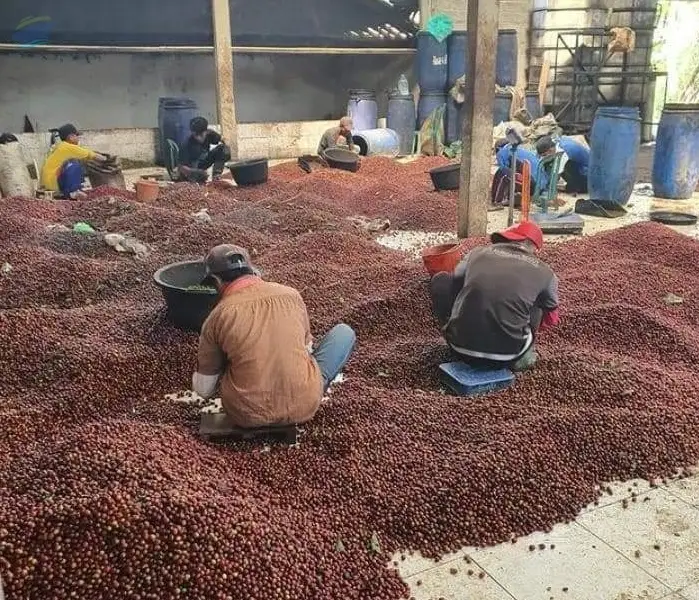 Green Coffee Beans Arabica & Robusta