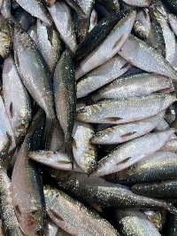 Sardine Aurita