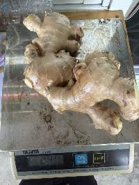 Premium Garde Export Quality Fresh Ginger