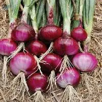 Premium Nasik Fresh Red Onion Export Grade