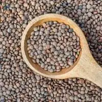 Premium Whole Masoor Lentils Export Grade 