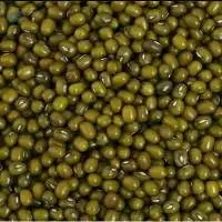 Premium Green Lentils Export Quality Grade