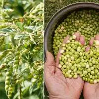 Premium Indian Pigeon Peas Export Quality Grade
