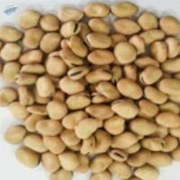 Faba Beans