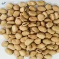 Faba Beans