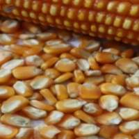 Yellow Maize