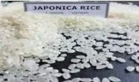 Japonica Rice