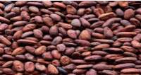Cocoa Beans