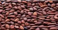 Cocoa Beans