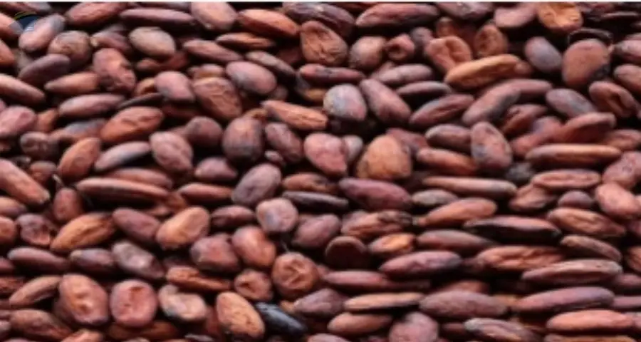 Cocoa Beans