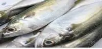 Frozen Mackerel Fish