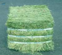 Alfalfa Hay