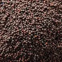 Mustard Seed