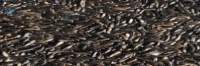 Niger Seed