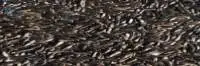 Niger Seed