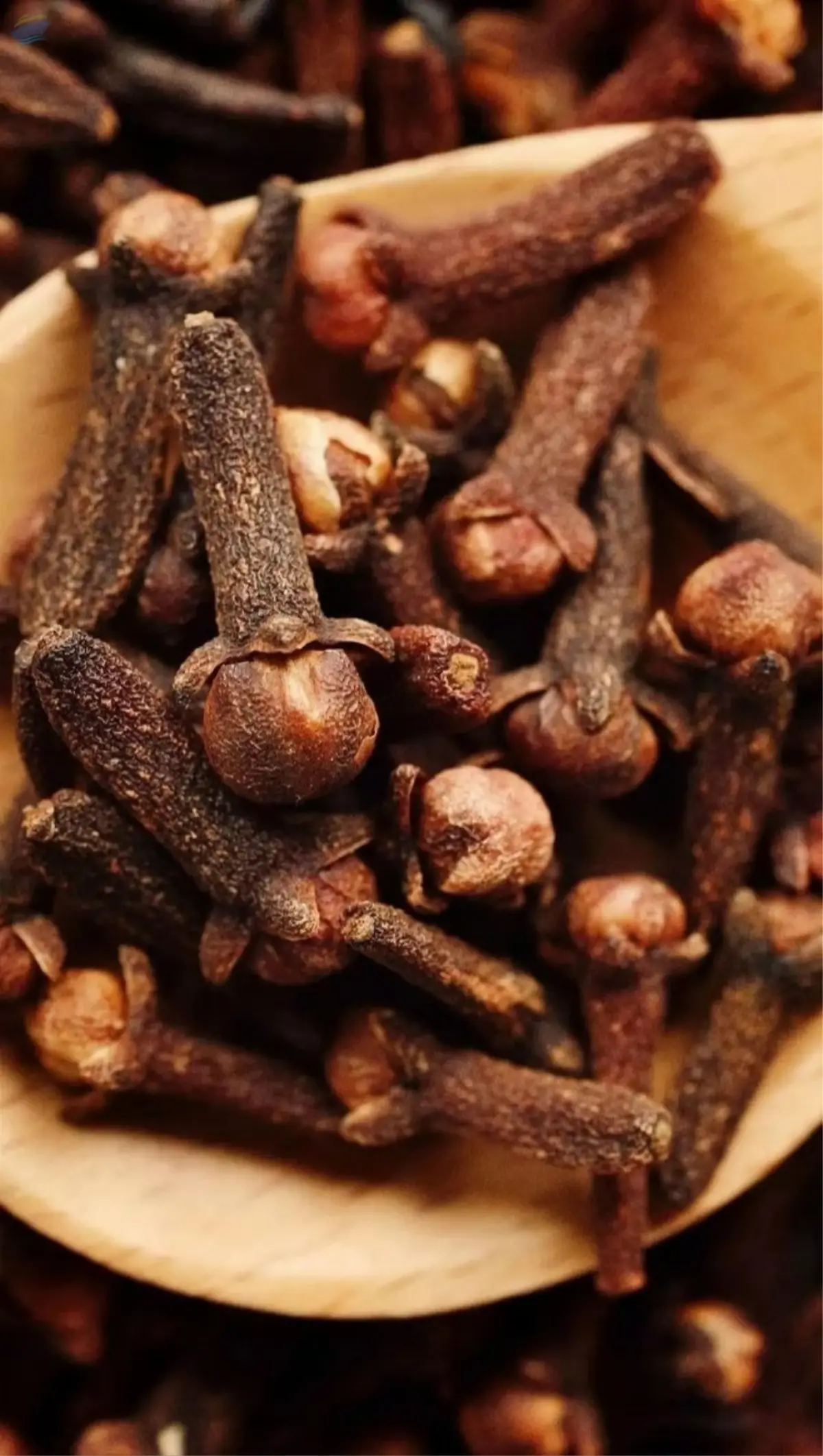 Clove