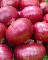 Fresh Onion