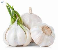 Fresh Garlic