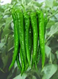Fresh Chilli