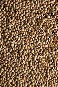 Whole And Split Lentils Seed