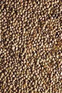 Whole And Split Lentils Seed